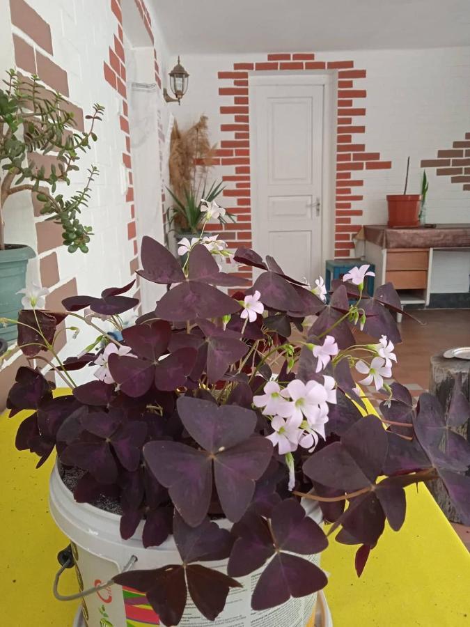 Guest House Meri Poppins Dedoplis Tskaro Esterno foto